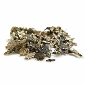 أوراق الشيبة